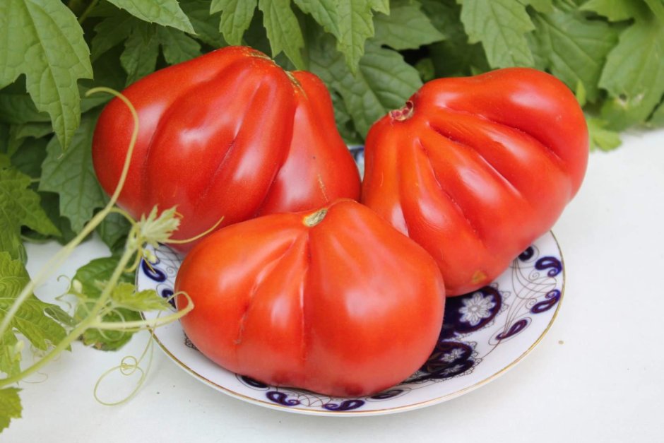 Торквей f1 томат