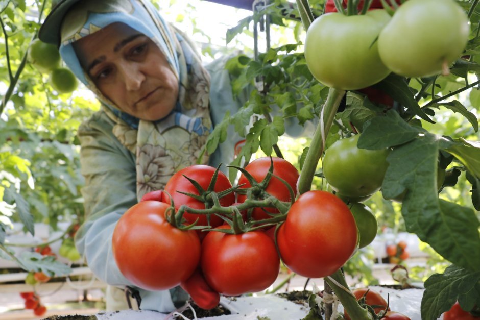 Турецкие помидоры в России