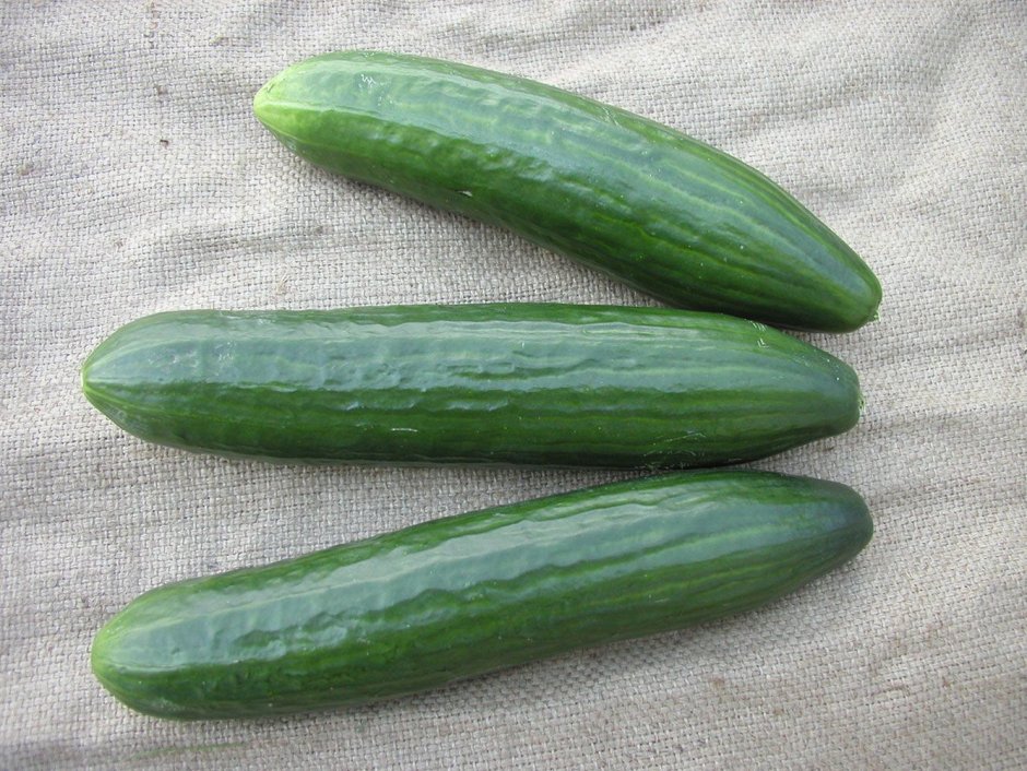 Огурец cucumber