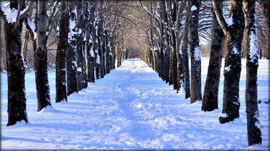 Ботанический сад Ставрополь зима