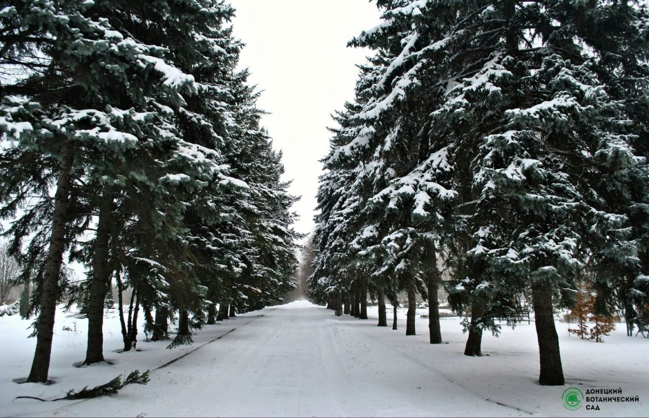 Ботанический сад Ставрополь зимний сад