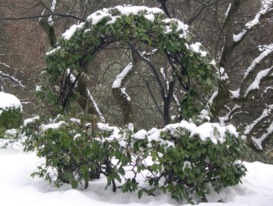 Комсомольск на Амуре Ботанический сад зимой