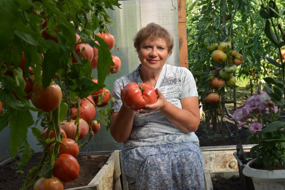 Большие помидоры на даче