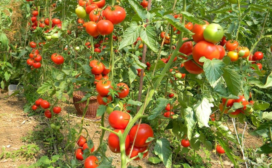 Тепличные томаты Гама ф1