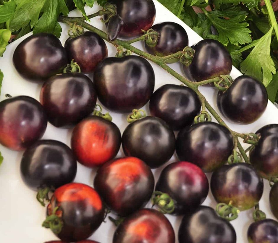 Сорта суперранних томатов