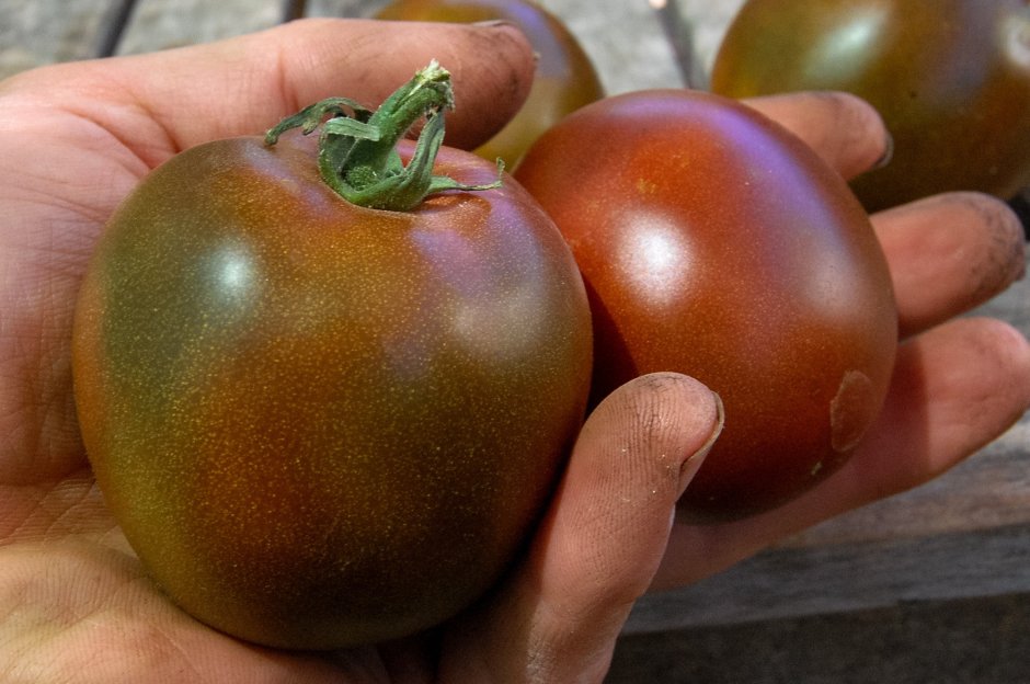 Таблица для выращивания сортов томатов
