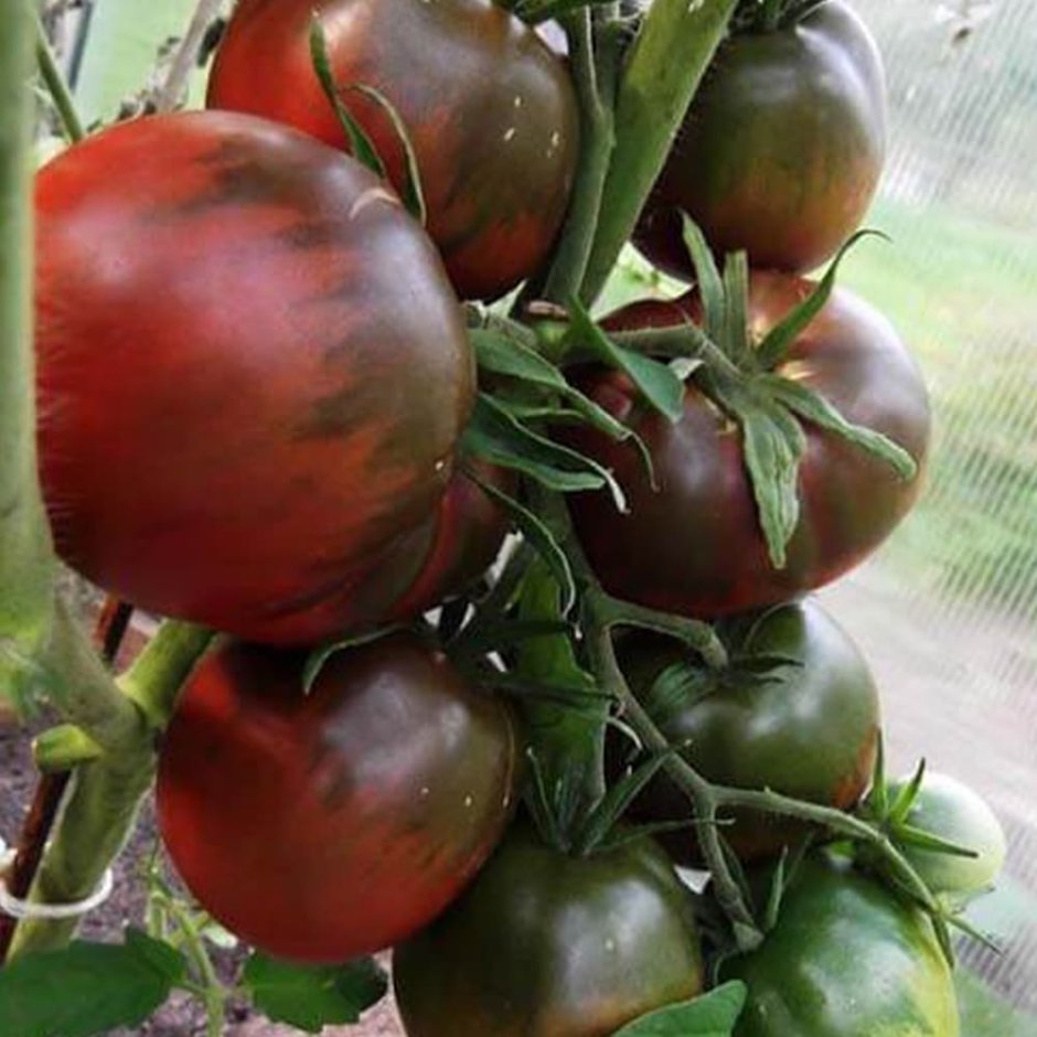 Семена томат черный принц