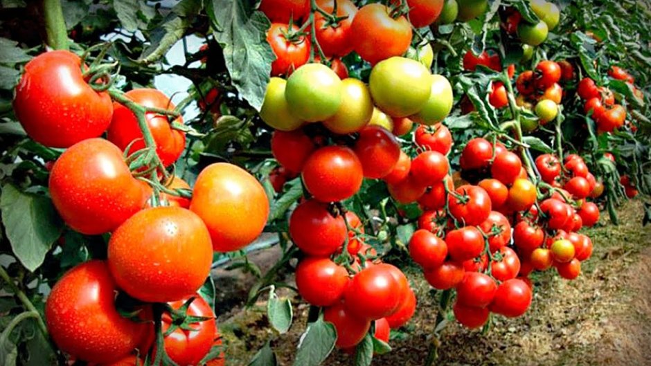 Столыпин сорт томатов