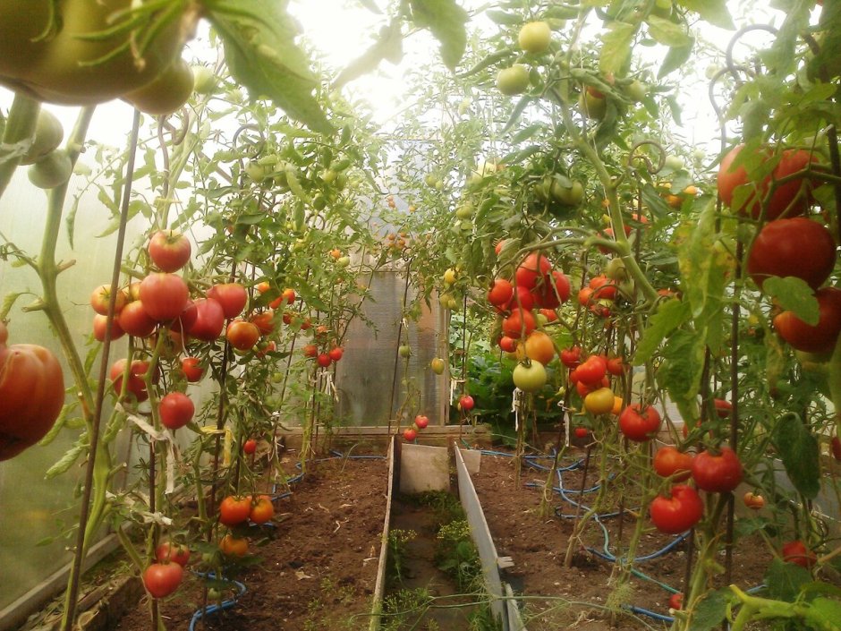 Урожайные томаты для теплиц