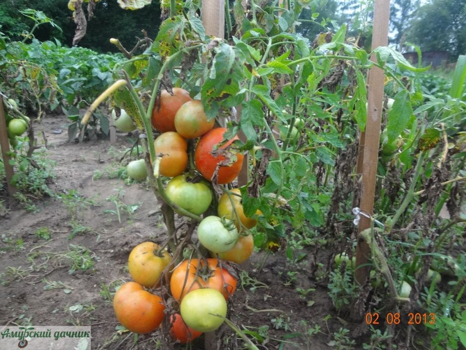 Семена томат Кардинал Мазарини