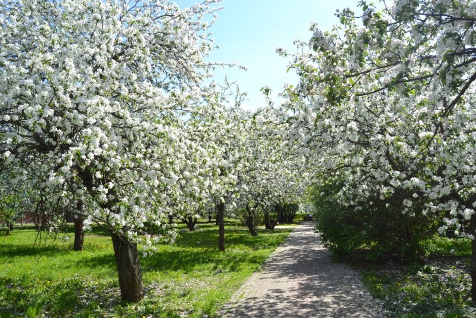 Усадьба Ясная Поляна яблоневые сады