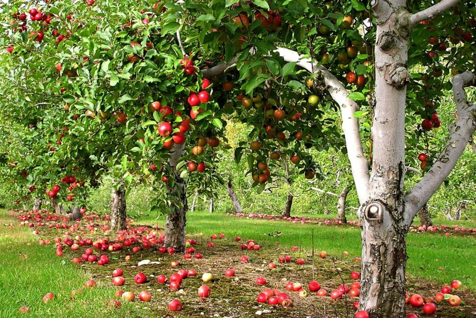 Яблоня с цветами и плодами