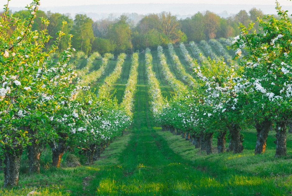 Яблочные плантации Нормандии