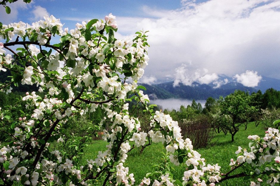 Цветущие сады Дагестана