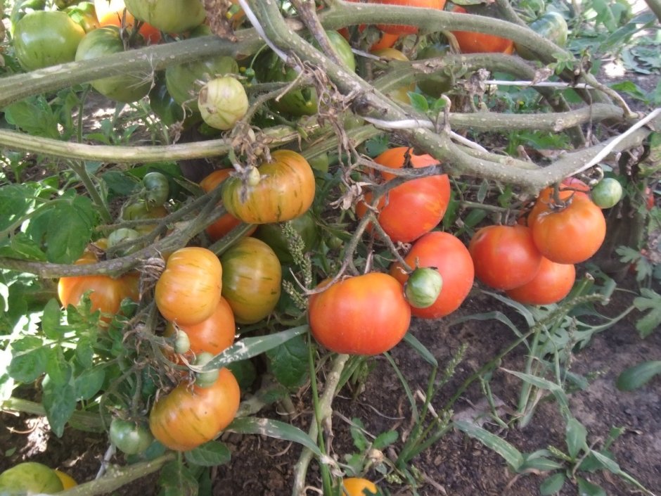 Огородник с помидорами