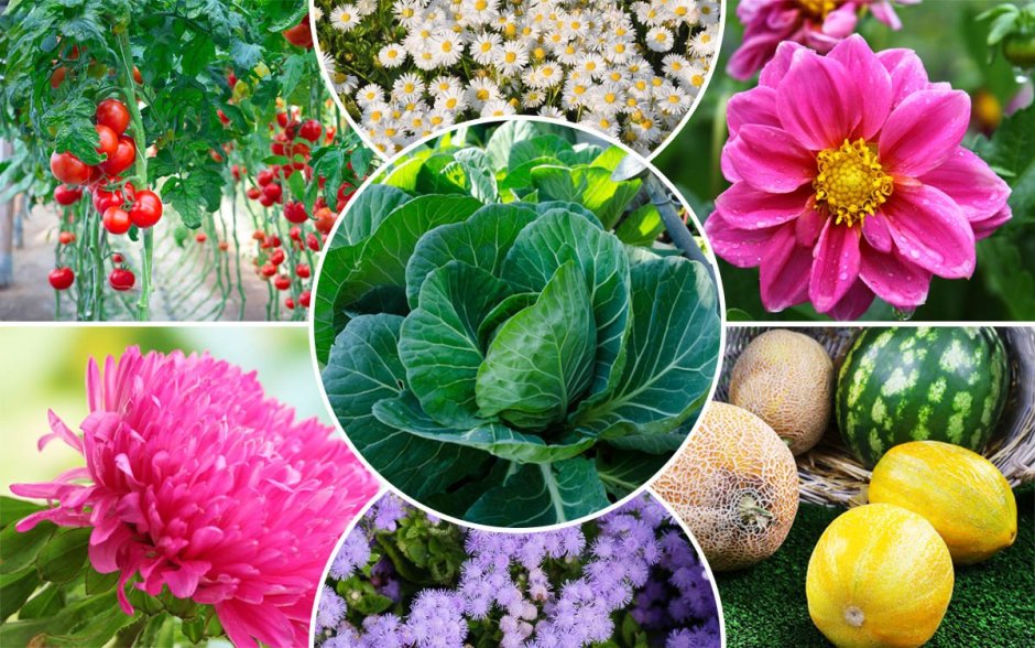 Семена овощных культур и цветов