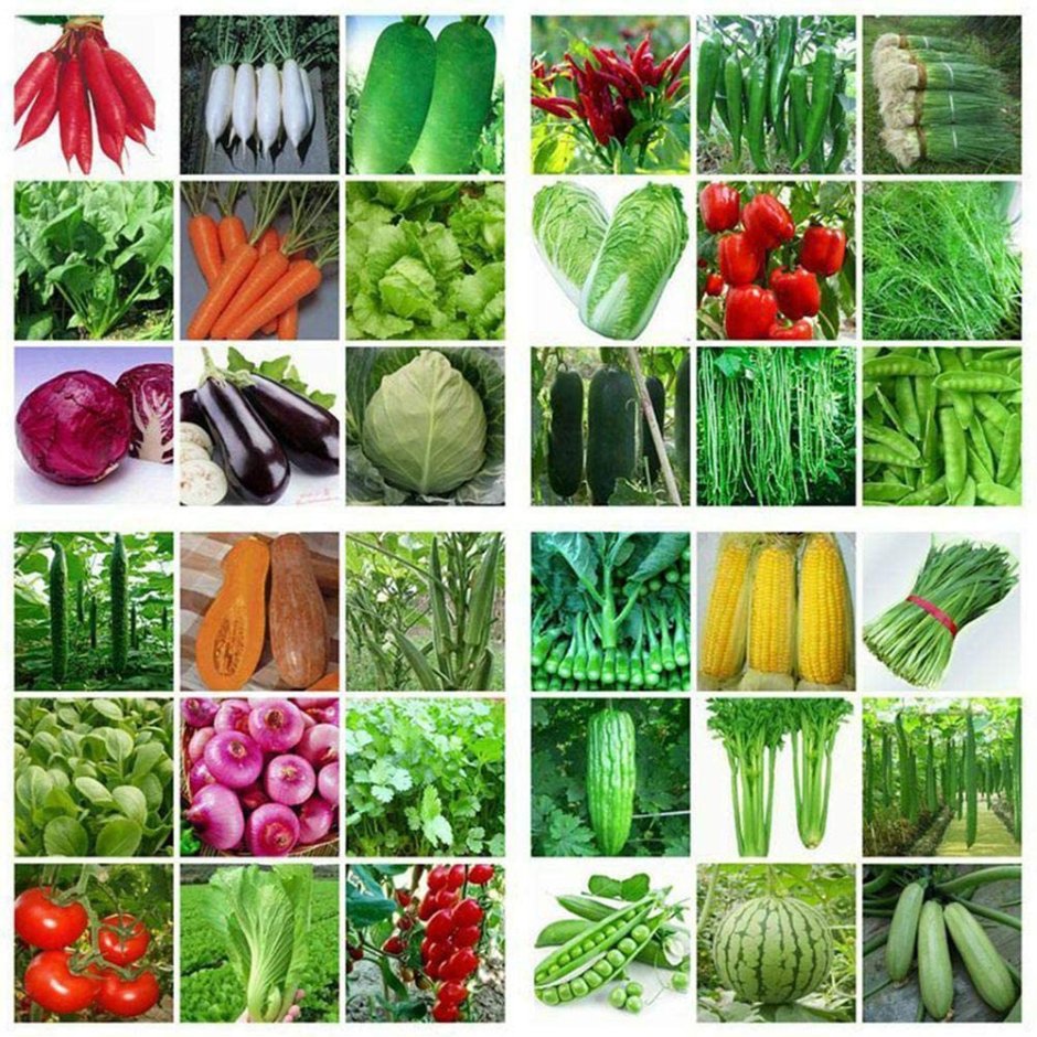 Семена овощей и зелени для огорода