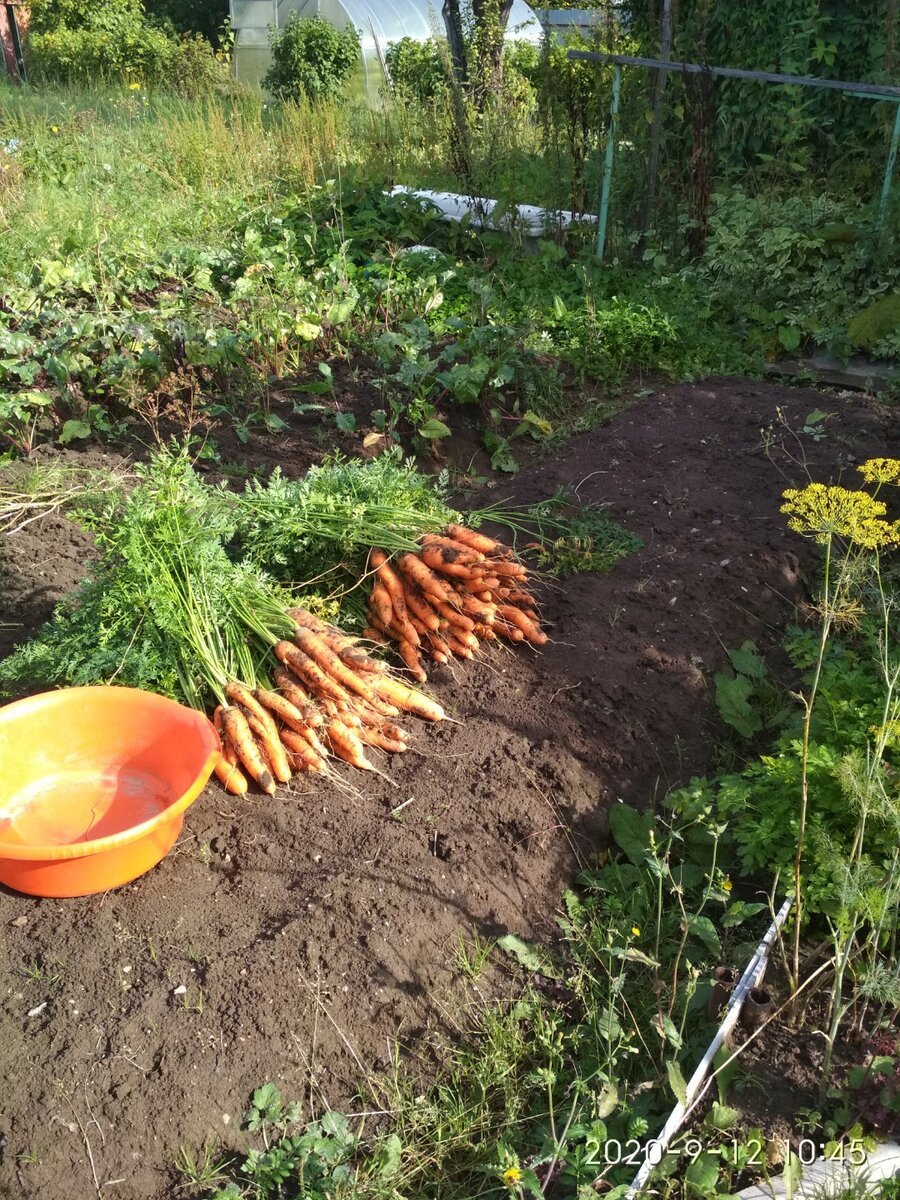 Огромный огород картошки