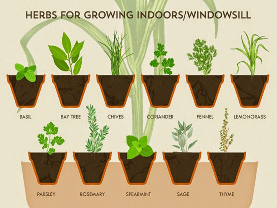 Схема посадки комнатных растений