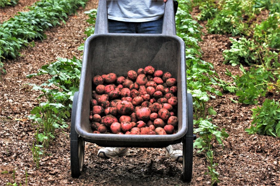 Картошка в огороде урожай