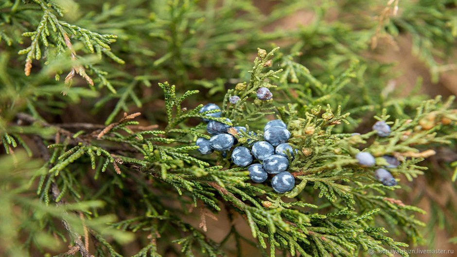 Можжевельник обыкновенный Juniperus