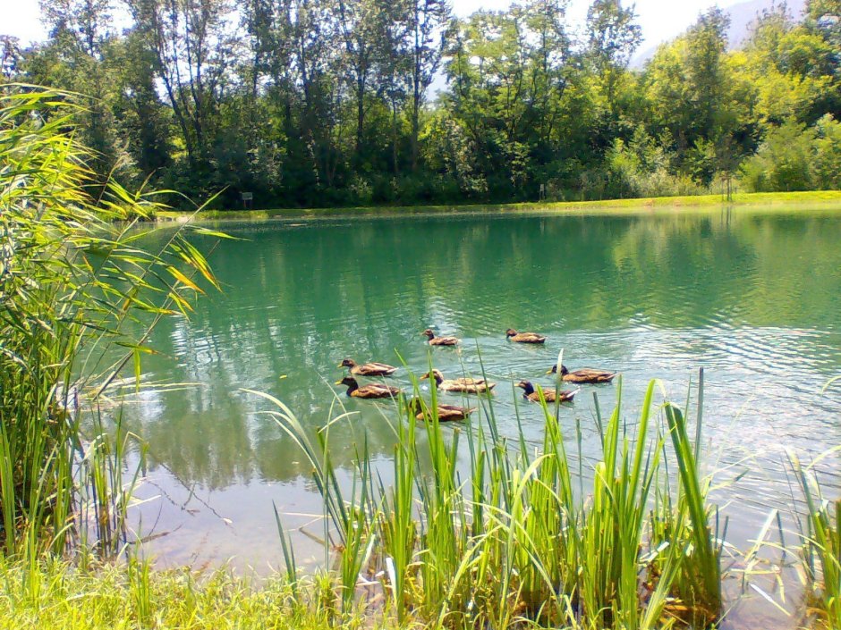Уточки на озере