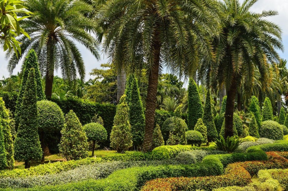 Пальмы кипарисы сад Катар