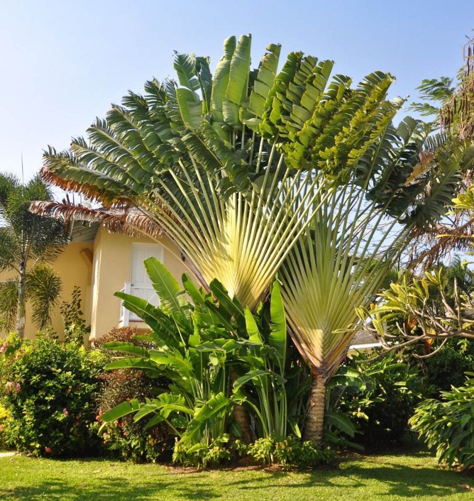 Ландшафтный дизайн с пальмами