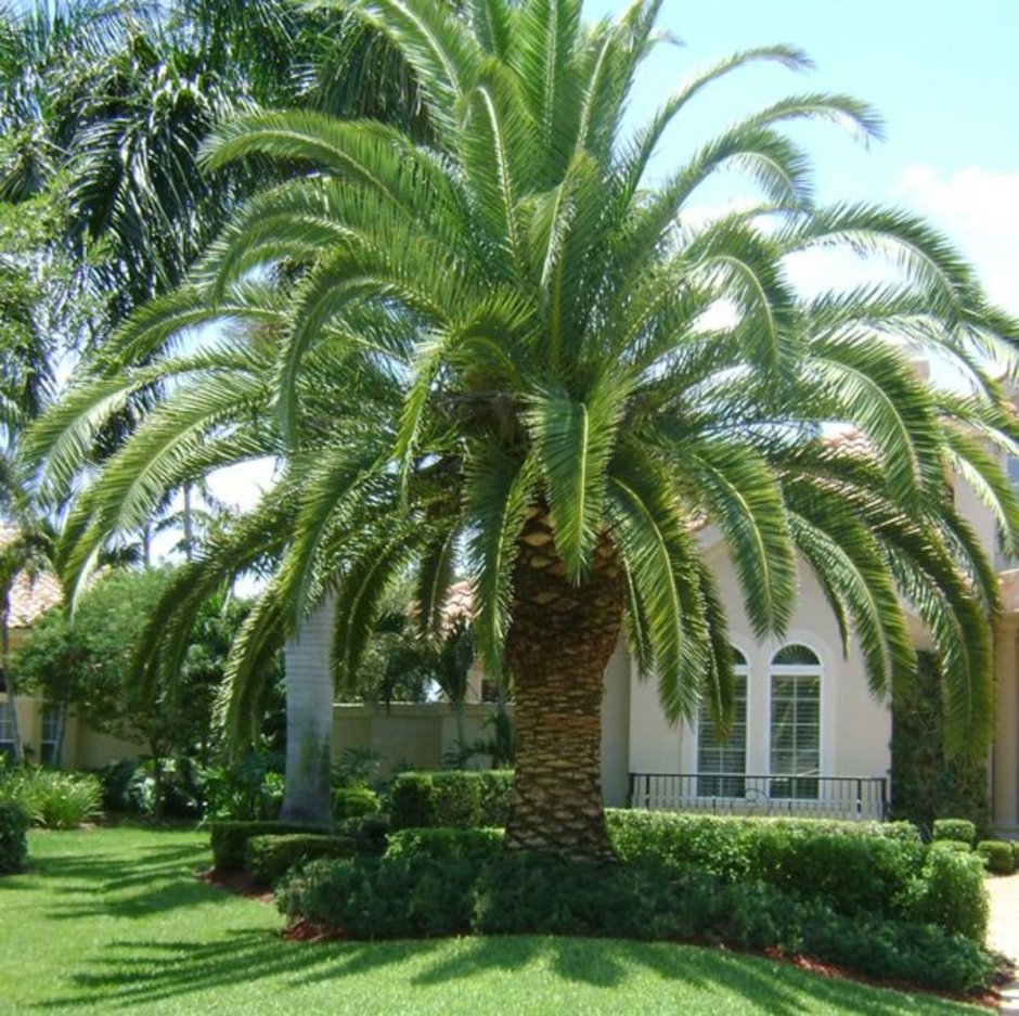 Пальма во дворе