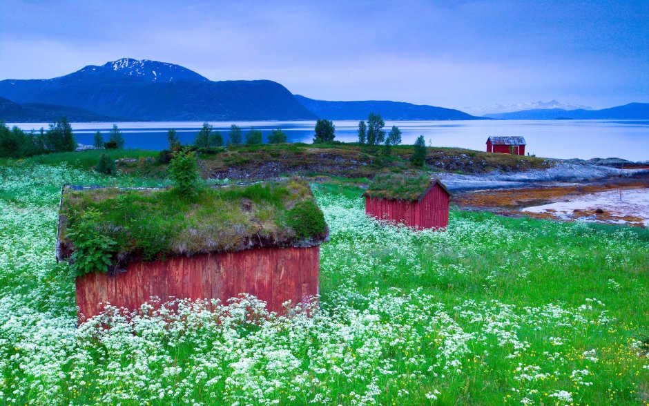 Цветы Скандинавии фьорды
