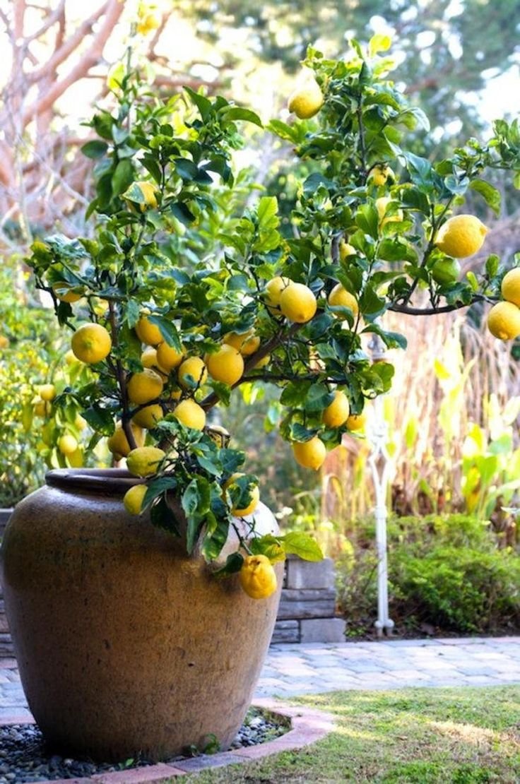 Карликовое лимонное дерево