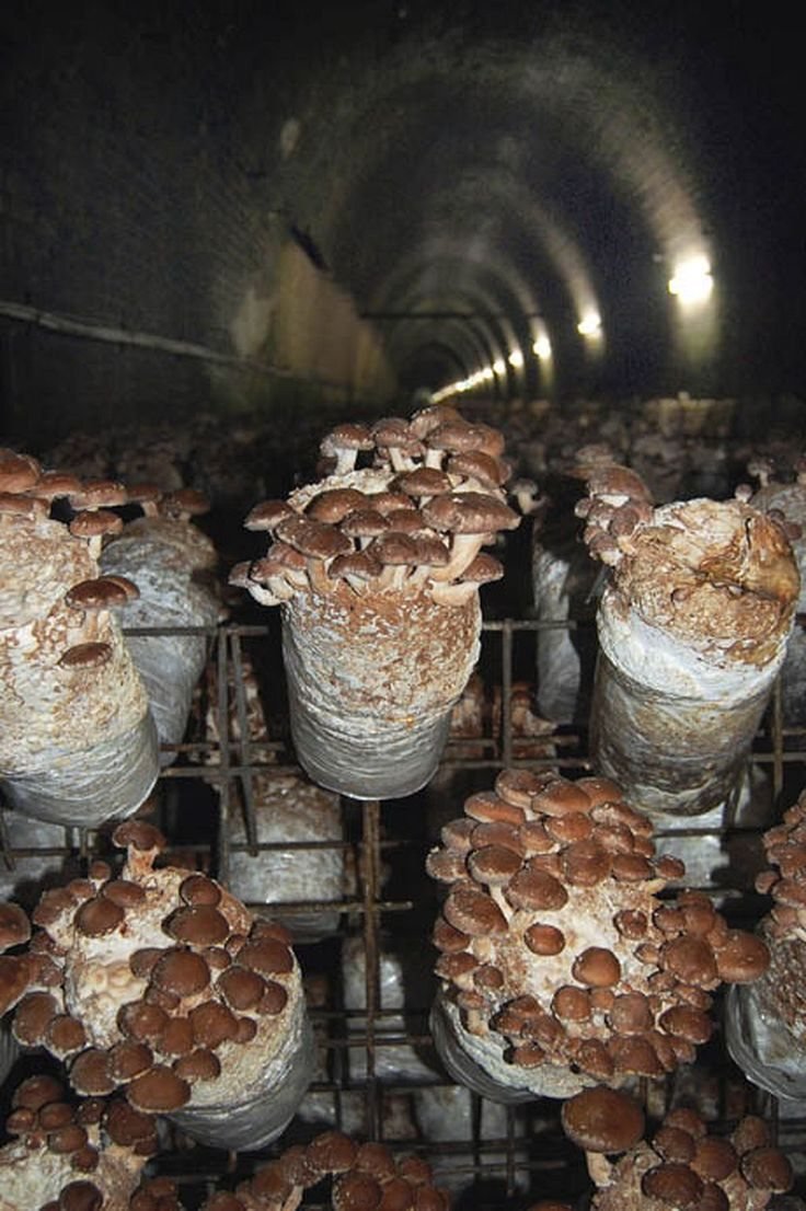 Фермы для грибов шиитаке
