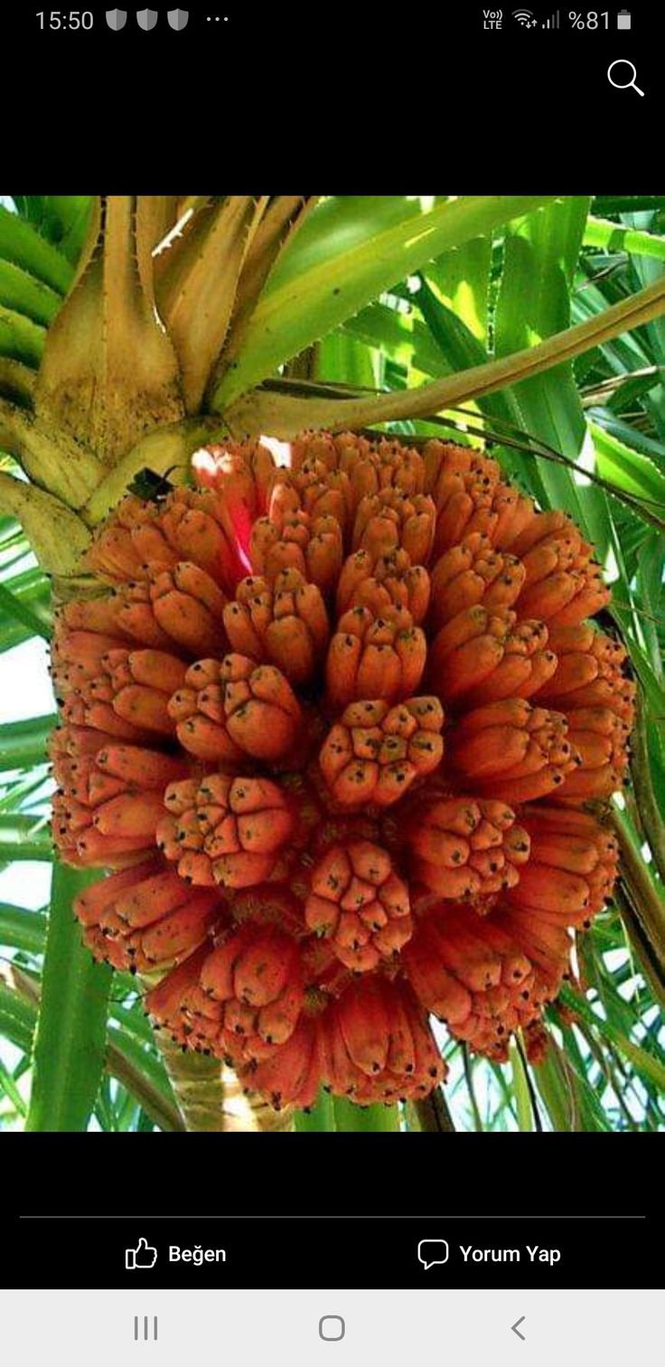 Пухала Гавайский фрукт