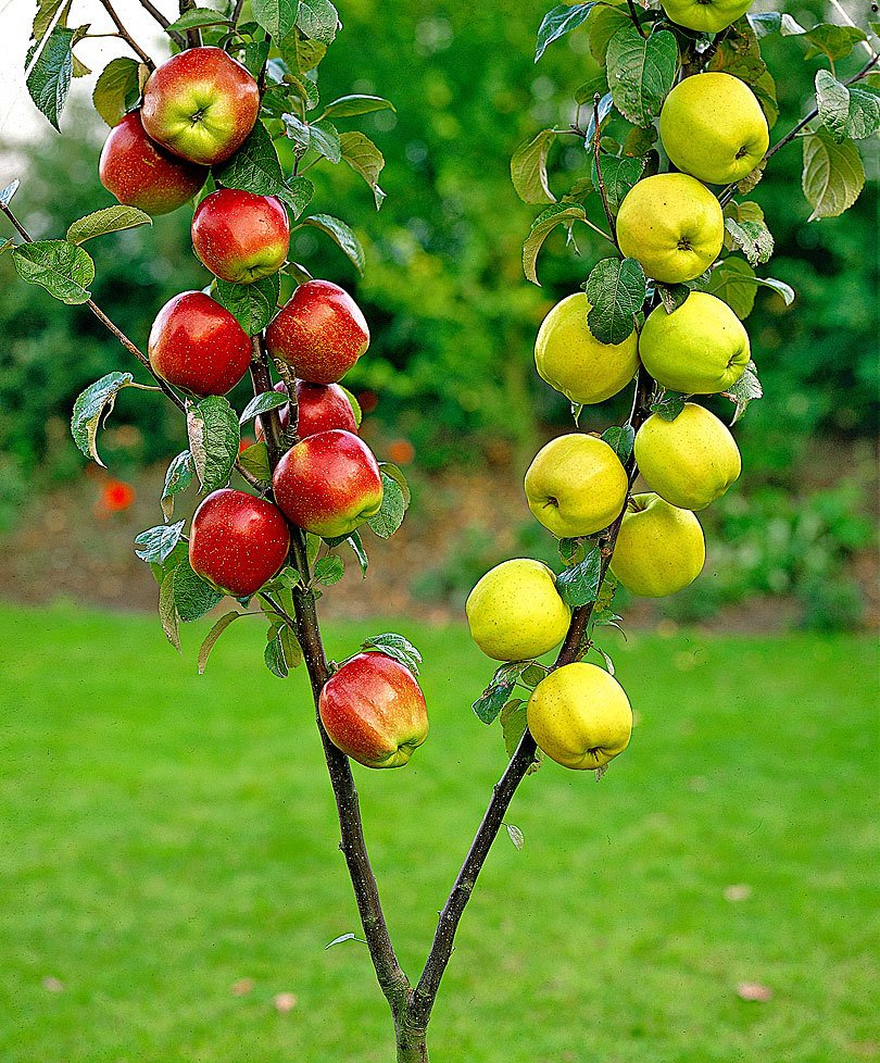 Несколько сортов яблок на одном дереве