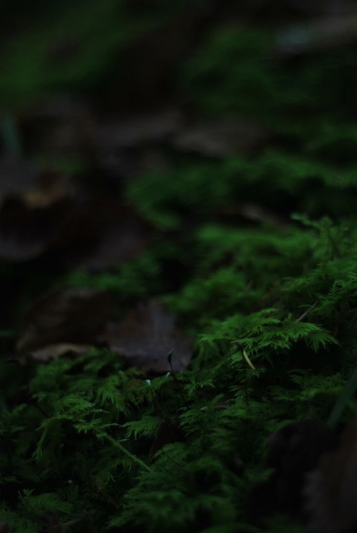 Темно зеленый мох