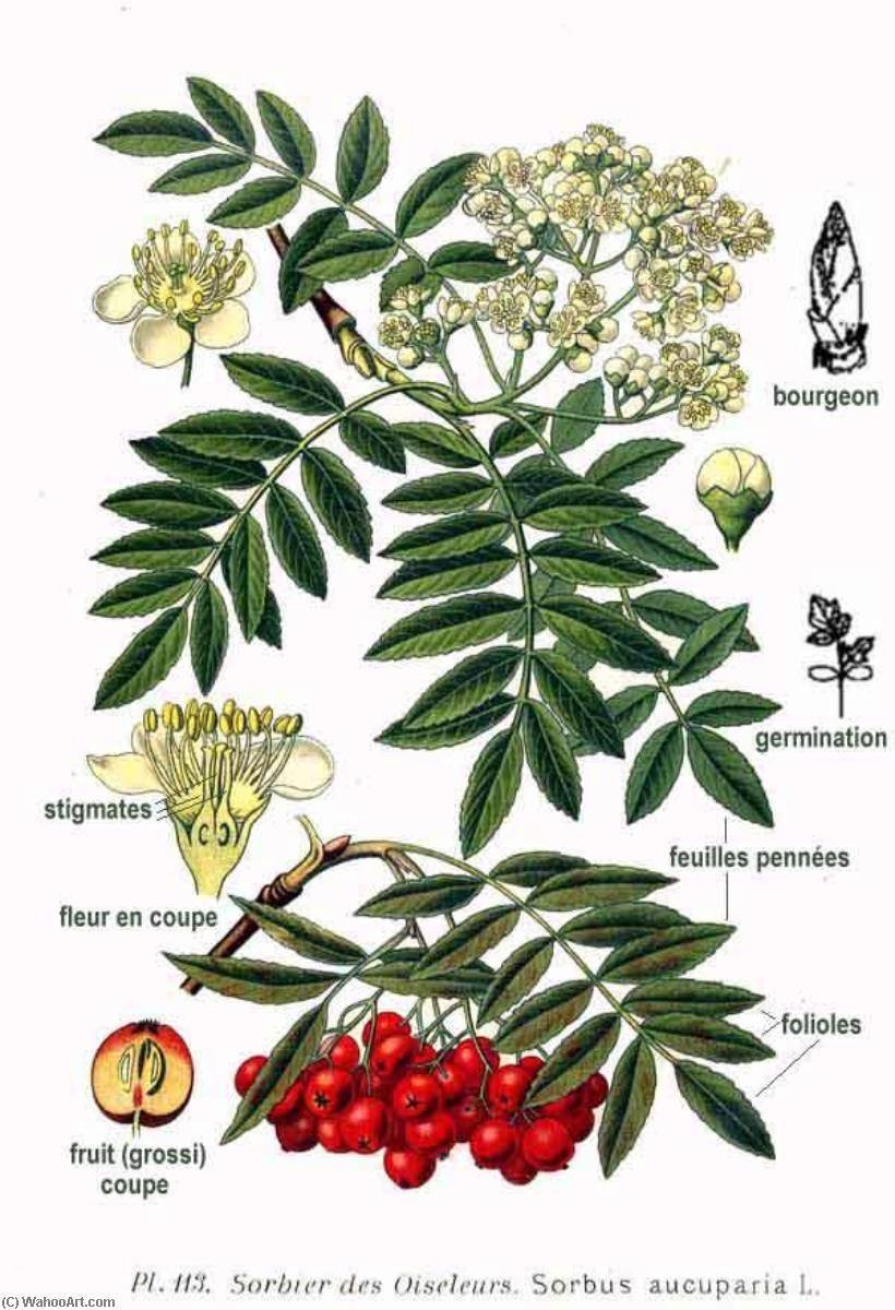 Ботаника Sorbus aucuparia