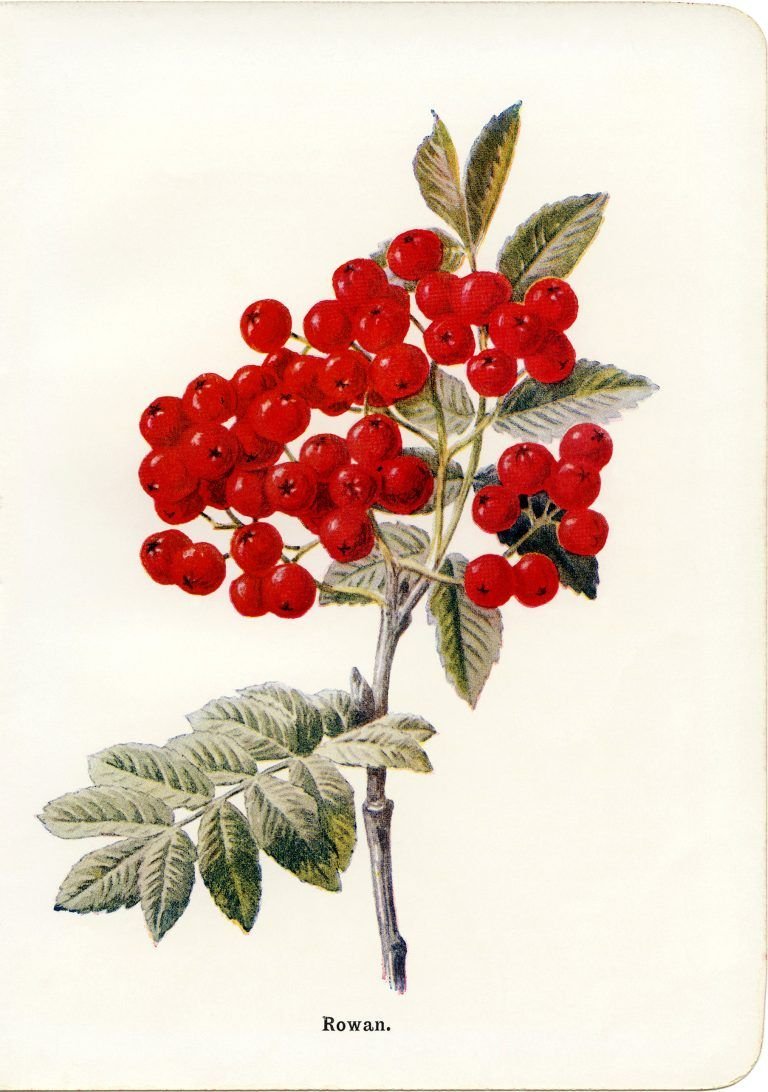 Рябина Амурская плод ботаника