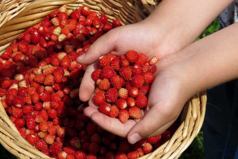Сбор дикорастущих ягод