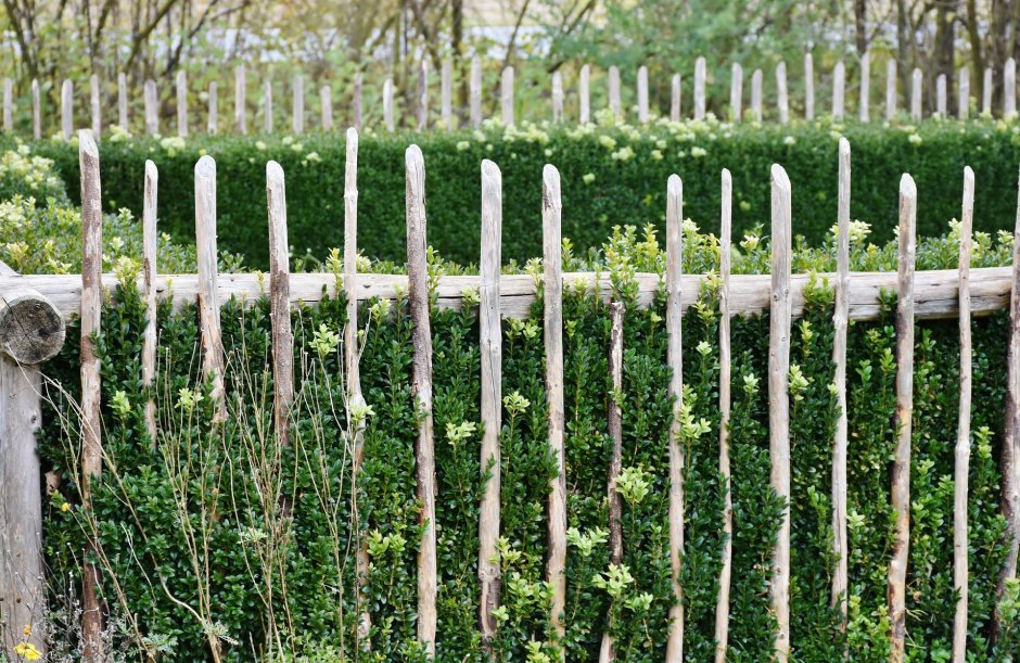 Деревянный забор с живой изгородью