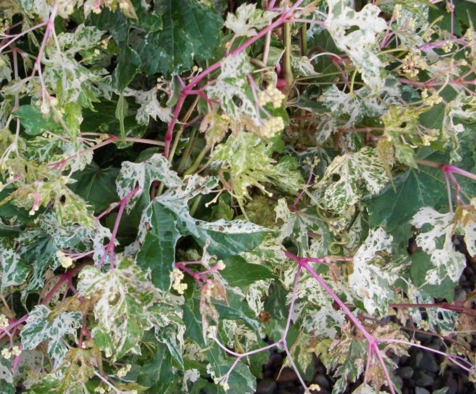 Виноградовник разнолистный — Ampelopsis heterophylla