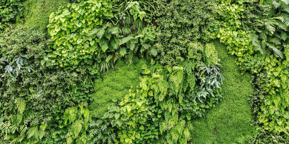 Комнатные растения на фоне зелёной стены