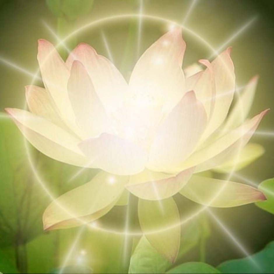 Цветок лотоса медитация АЛЛАТРА
