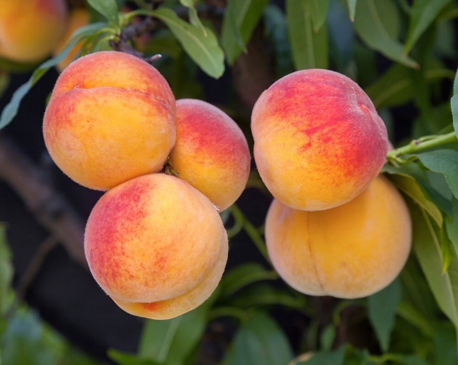 Персики в Приморье