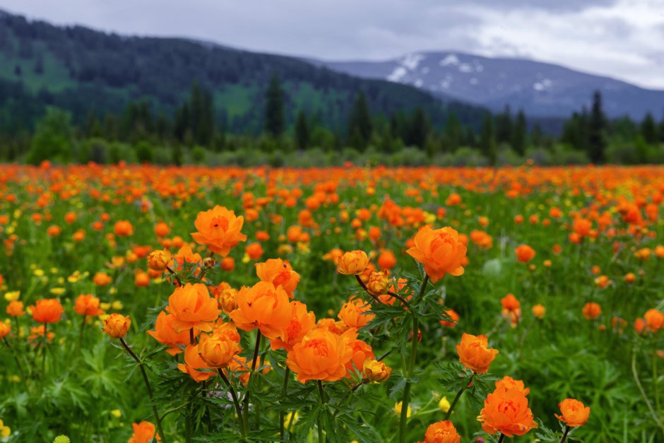 На Горном Алтае в июне цветут оранжевые цветы. Фото