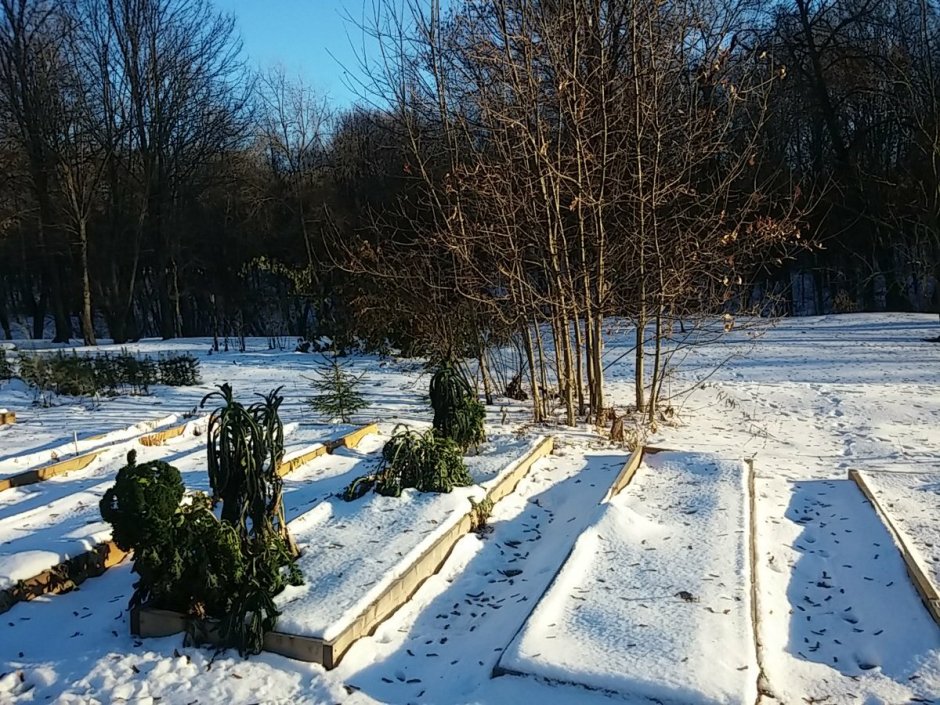 Огород под снегом