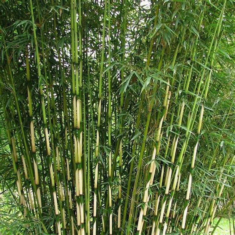 Зонтичный бамбук