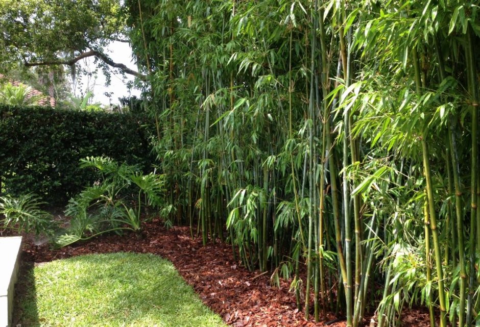 Бамбуковый сад Кью