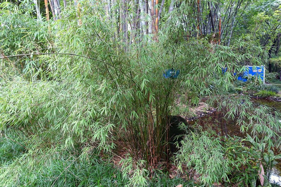 Бамбук Фаргезия юннаньская (Bamboo Fargesia yunnanensis)