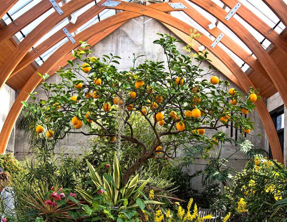 Ботанический сад СПБ апельсиновое дерево