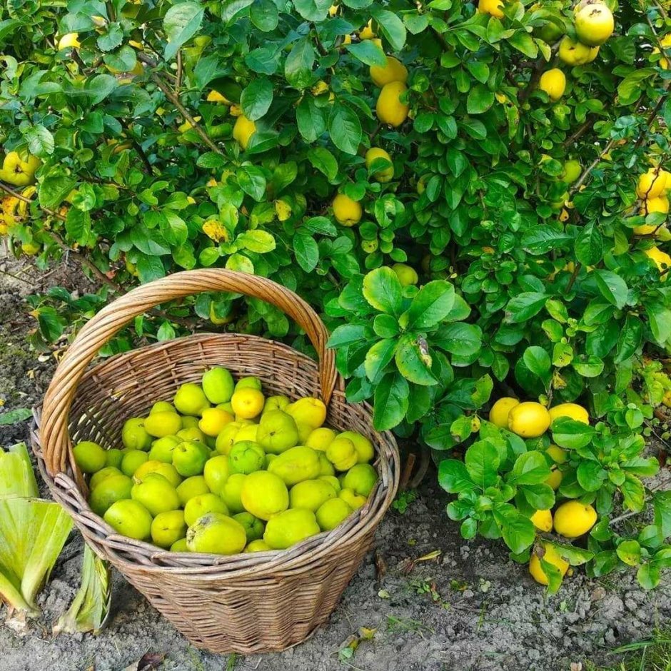 Уфа оранжерея лимонарий